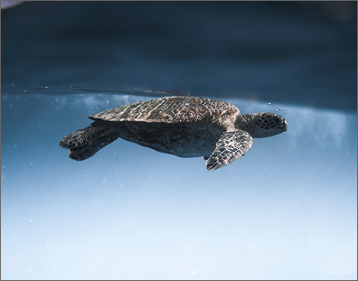 An image of underwater turtle right below the surface of water.