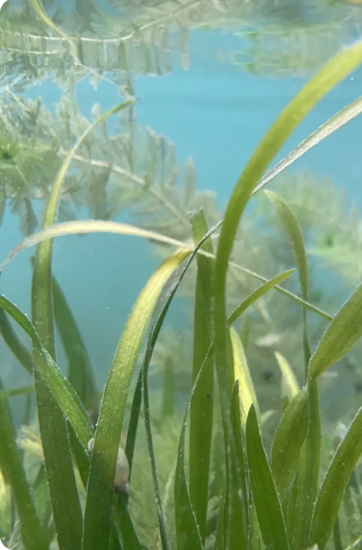 An image of underwater grass and more underwater plants in the background.