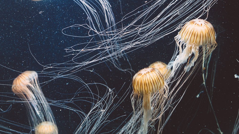 An image of underwater jellyfish all together in a group.