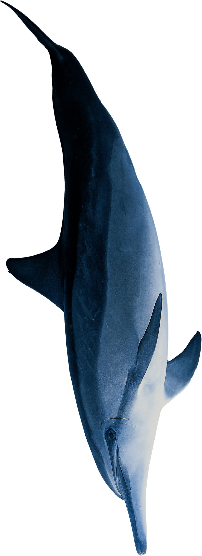 An image of a dolphin swimming underwater digitally cut out to be background transparent